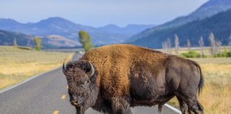 ouest americain en 5 semaines yellowstone