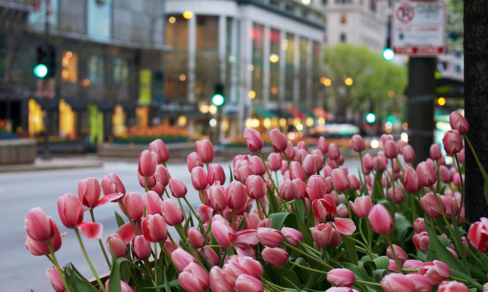 quartiers de Chicago